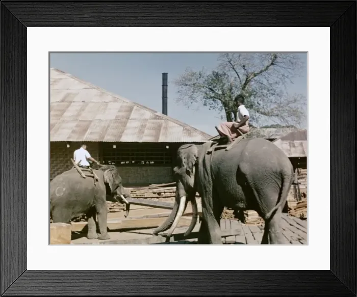 Framed Print : Teak mill - elephant - Moulmain Framed Print : Teak mill - elephant - Moulmain