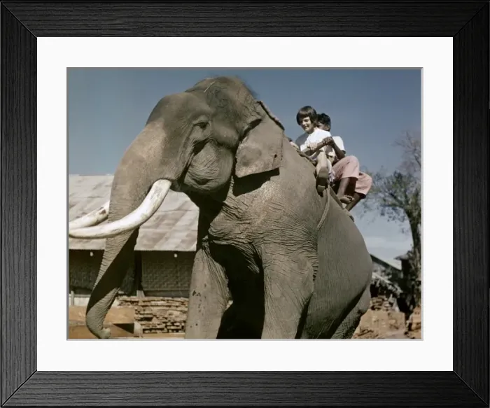 Framed Print : Teak mill - elephant - Moulmein Framed Print : Teak mill - elephant - Moulmein