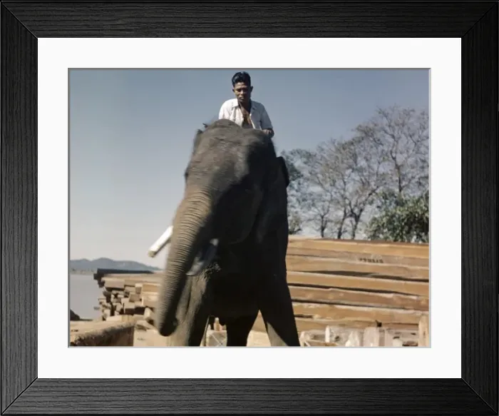 Framed Print : Teak mill - elephant - Moulmein Framed Print : Teak mill - elephant - Moulmein