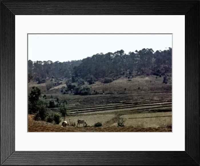 Framed Print : paddy terraces - Kalaw Framed Print : paddy terraces - Kalaw
