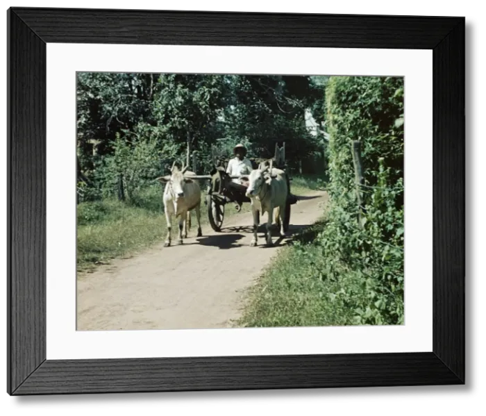 Framed Print : firewood delivery - Rangoon Framed Print : firewood delivery - Rangoon