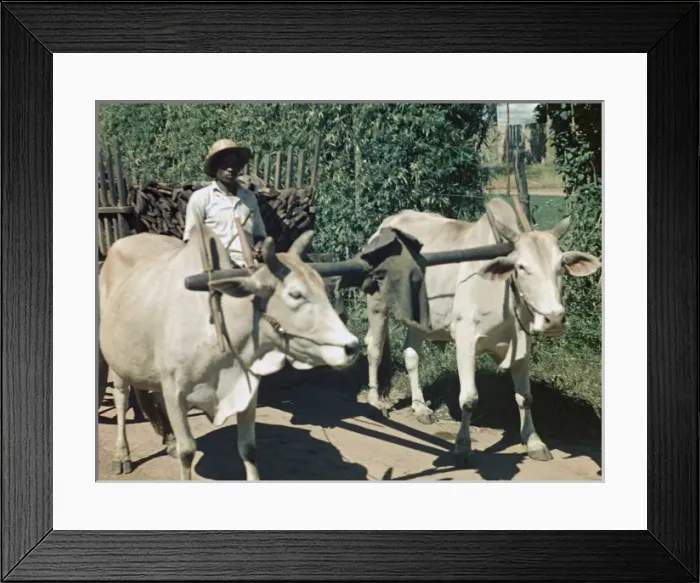 Framed Print : firewood vendor - Rangoon Framed Print : firewood vendor - Rangoon