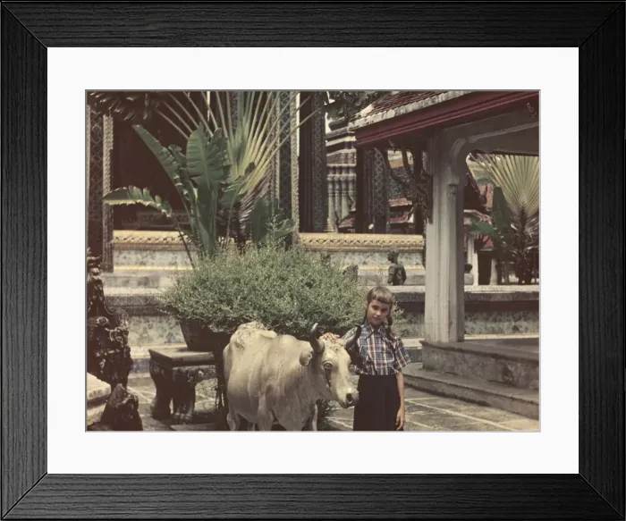 Framed Print : Bangkok Wat Phra - cow - Thailand Framed Print : Bangkok Wat Phra - cow - Thailand