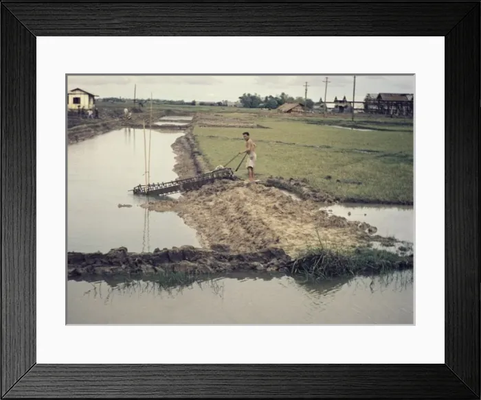 Framed Print : Rice paddy - Thailand Framed Print : Rice paddy - Thailand