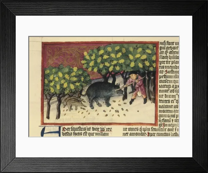 Framed Print : THOMAS of Cantimpr頨1201-1276). Codex Granatensis Framed Print : THOMAS of Cantimpr頨1201-1276). Codex Granatensis