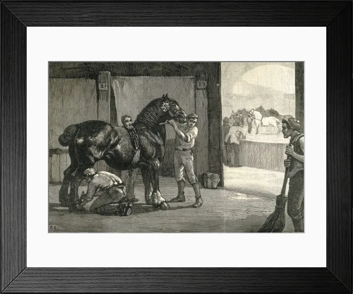Framed Print : Finishing touches to horses. Pedigree horses Framed Print : Finishing touches to horses. Pedigree horses