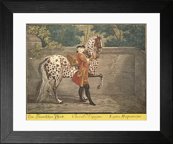 Framed Print : Spanish horse, type Equus Hispanicus. German Framed Print : Spanish horse, type Equus Hispanicus. German
