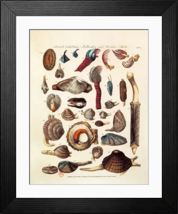 Framed Print : LINNAEUS, Carolus (1707-1778) Framed Print : LINNAEUS, Carolus (1707-1778)