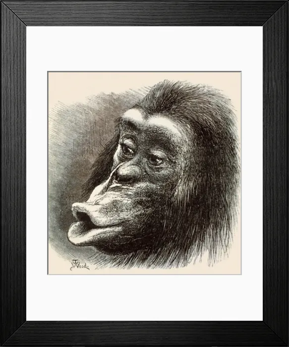 Framed Print : Primate Expressions Framed Print : Primate Expressions