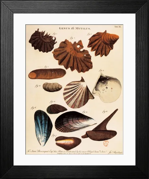 Framed Print : LINNAEUS, Carolus (1707-1778) Framed Print : LINNAEUS, Carolus (1707-1778)