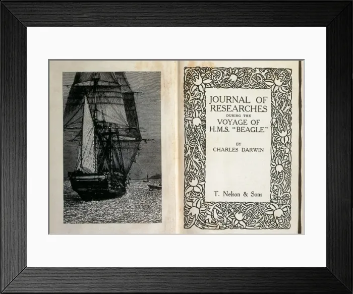 Framed Print : The Beagle Framed Print : The Beagle