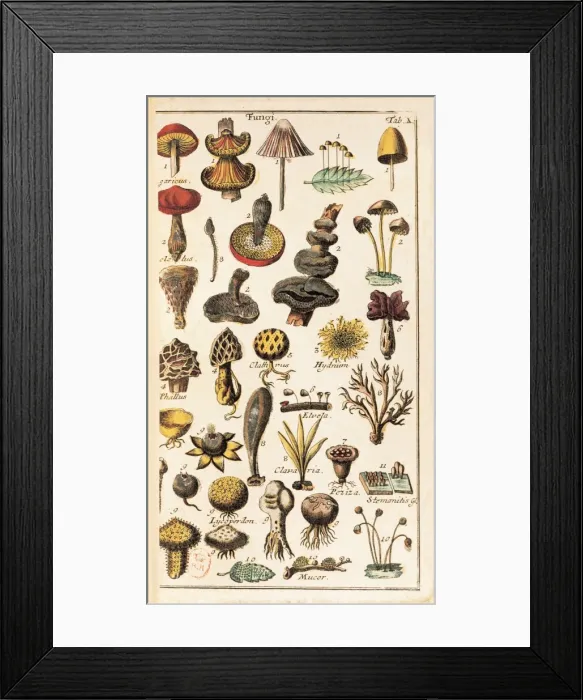 Framed Print : LINNAEUS, Carolus (1707-1778) Framed Print : LINNAEUS, Carolus (1707-1778)