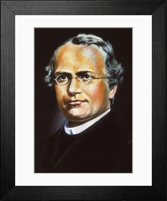 Framed Print : Mendel, Gregor Johann (1822-1884) Framed Print : Mendel, Gregor Johann (1822-1884)