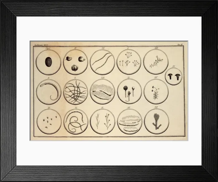 Framed Print : SPALLANZANI, Lazzaro (1729-1799)