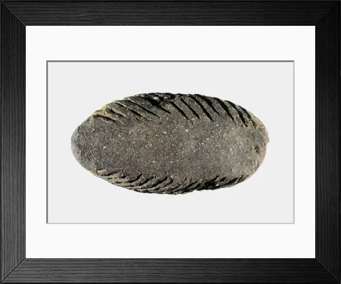 Framed Print : Scraper. Neolithic art. Decorative Arts. SPAIN Framed Print : Scraper. Neolithic art. Decorative Arts. SPAIN