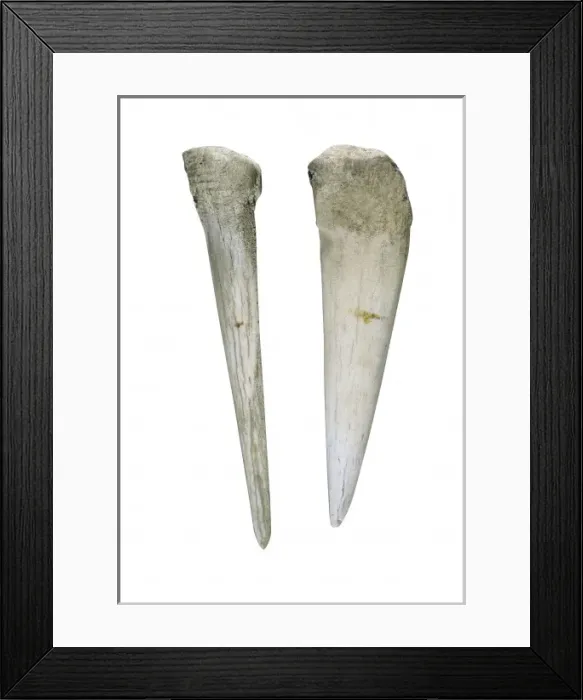 Framed Print : Bone punches. Neolithic art. Decorative Arts Framed Print : Bone punches. Neolithic art. Decorative Arts