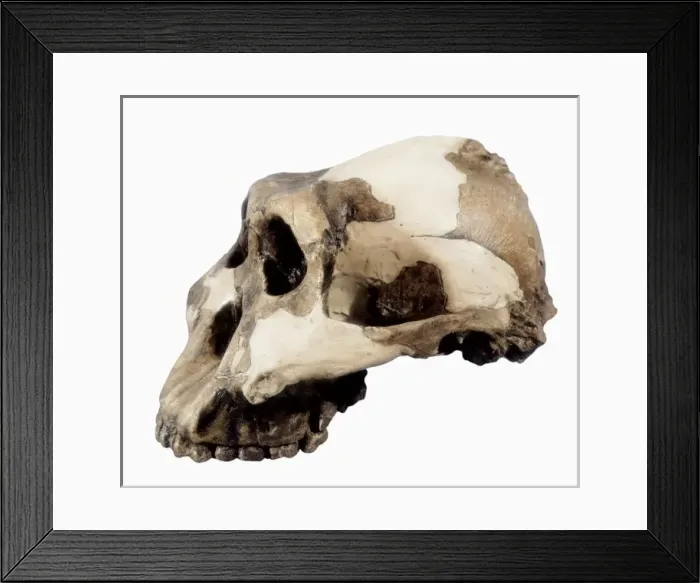 Framed Print : Germany. Weimar Republic (1929) Framed Print : Germany. Weimar Republic (1929)