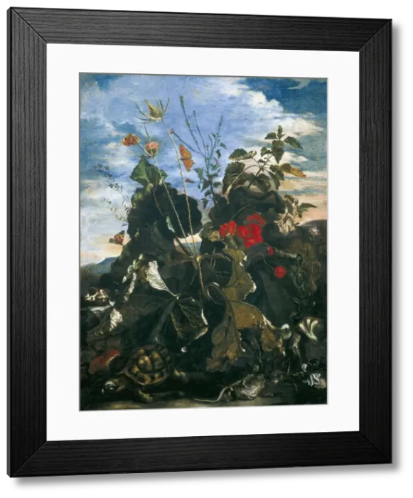 Framed Print : Herbs, insects and flowers. School of Mathias Framed Print : Herbs, insects and flowers. School of Mathias
