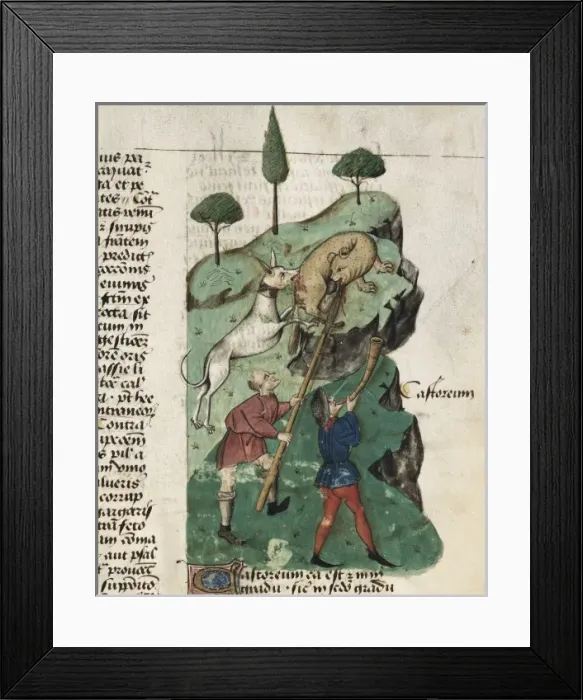 Framed Print : Dioscorides, Pedanius (40-c. 70). The beaver hunting Framed Print : Dioscorides, Pedanius (40-c. 70). The beaver hunting