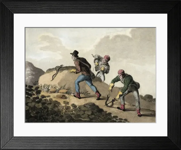 Framed Print : Viper Hunt (19th c. ). Litography Framed Print : Viper Hunt (19th c. ). Litography