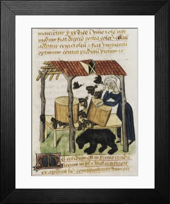 Framed Print : Dioscorides, Pedanius (40-c. 70). Picking honey Framed Print : Dioscorides, Pedanius (40-c. 70). Picking honey
