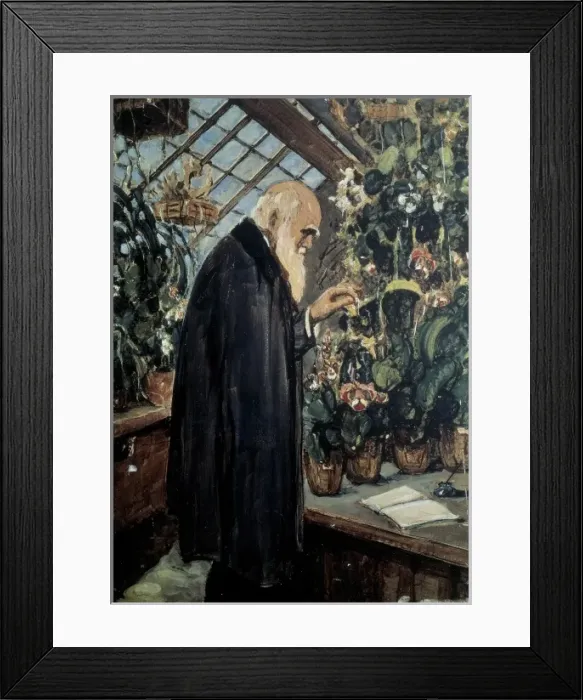 Framed Print : DARWIN, Charles Robert (1809-1882). British naturalist Framed Print : DARWIN, Charles Robert (1809-1882). British naturalist