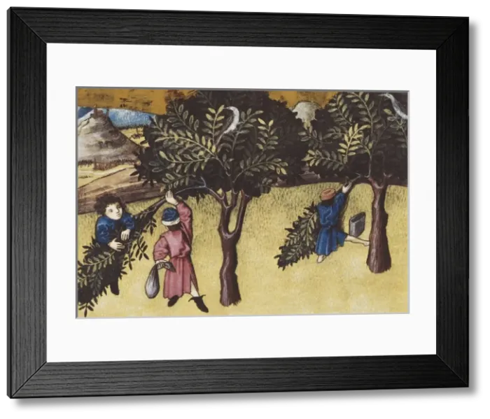 Framed Print : THOMAS of Cantimpr頨1201-1276). Codex Granatensis Framed Print : THOMAS of Cantimpr頨1201-1276). Codex Granatensis