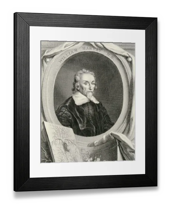 Framed Print : HARVEY, William (1578-1657). English anatomist Framed Print : HARVEY, William (1578-1657). English anatomist