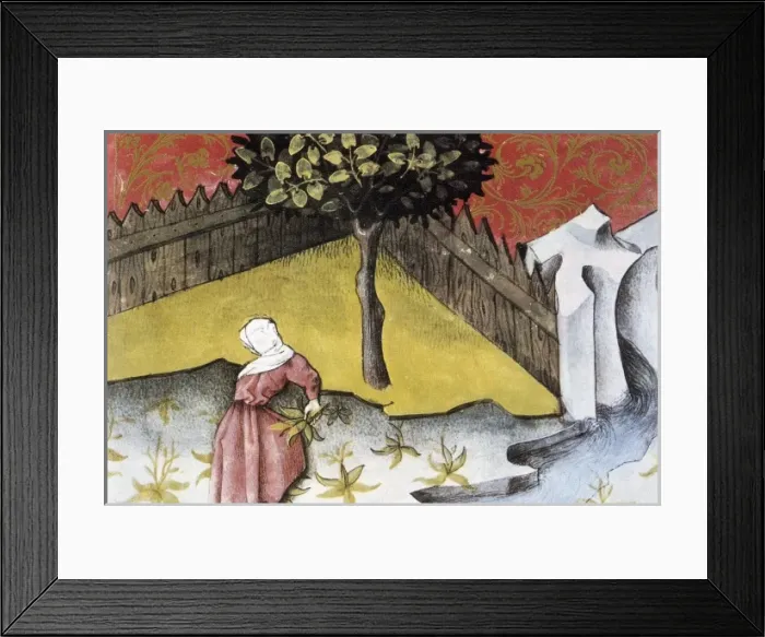 Framed Print : THOMAS of Cantimpr頨1201-1276). Codex Granatensis Framed Print : THOMAS of Cantimpr頨1201-1276). Codex Granatensis