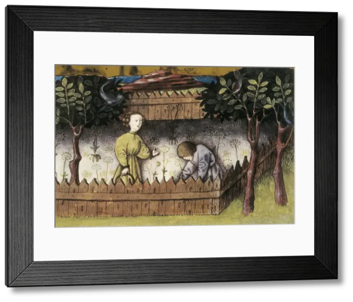 Framed Print : THOMAS of Cantimpr頨1201-1276). Codex Granatensis Framed Print : THOMAS of Cantimpr頨1201-1276). Codex Granatensis