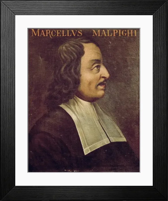 Framed Print : MALPIGHI, Marcello (1628-1694). Italian doctor Framed Print : MALPIGHI, Marcello (1628-1694). Italian doctor