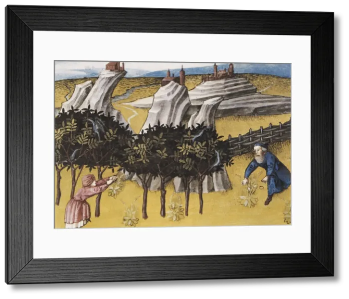 Framed Print : THOMAS of Cantimpr頨1201-1276). Codex Granatensis Framed Print : THOMAS of Cantimpr頨1201-1276). Codex Granatensis