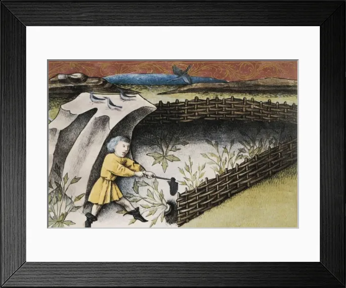 Framed Print : THOMAS of Cantimpr頨1201-1276). Codex Granatensis Framed Print : THOMAS of Cantimpr頨1201-1276). Codex Granatensis