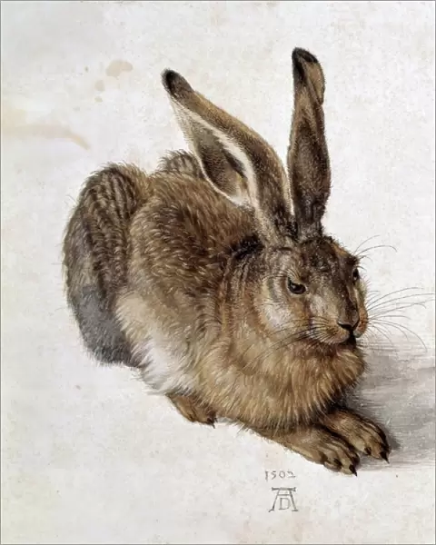 DURER, Albrecht (1471-1528). Hare. 1502. Renaissance
