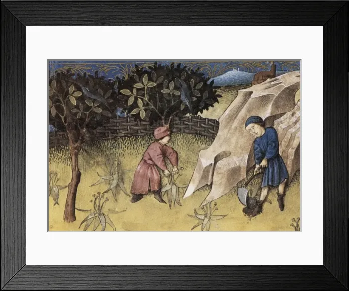 Framed Print : THOMAS of Cantimpr頨1201-1276). Codex Granatensis Framed Print : THOMAS of Cantimpr頨1201-1276). Codex Granatensis