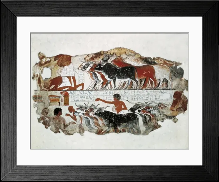 Framed Print : Cattle brought for inspection. ca. 1350 BC. 18th Framed Print : Cattle brought for inspection. ca. 1350 BC. 18th
