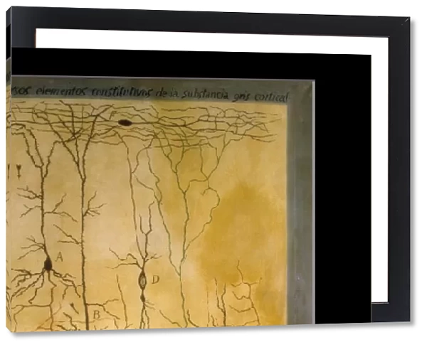Cortical grey matter schema by Santiago Ramon Y Cajal