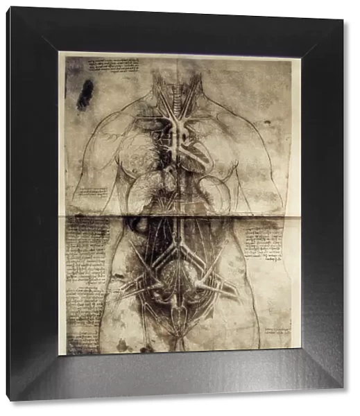 LEONARDO DA VINCI (1452-1519). Anatomic studio