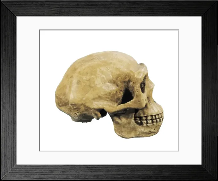 Framed Print : Prehistory. Lower Paleolithic. Sinathropus skull Framed Print : Prehistory. Lower Paleolithic. Sinathropus skull