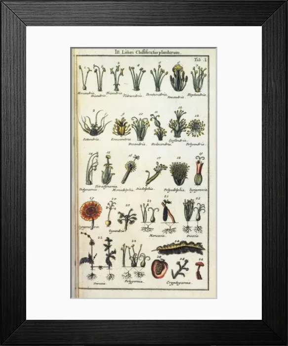 Framed Print : LINNAEUS, Carolus (1707-1778). Swedish naturalist Framed Print : LINNAEUS, Carolus (1707-1778). Swedish naturalist