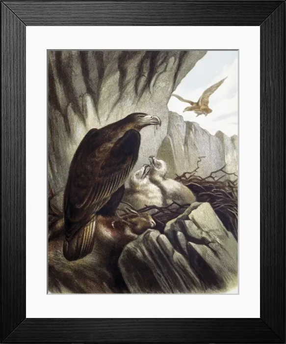 Framed Print : Eagles with their young. Engraving after a drawing Framed Print : Eagles with their young. Engraving after a drawing