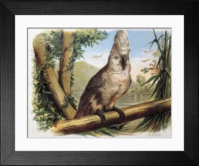 Framed Print : White Cockatoo. Engraving after a drawing by Framed Print : White Cockatoo. Engraving after a drawing by