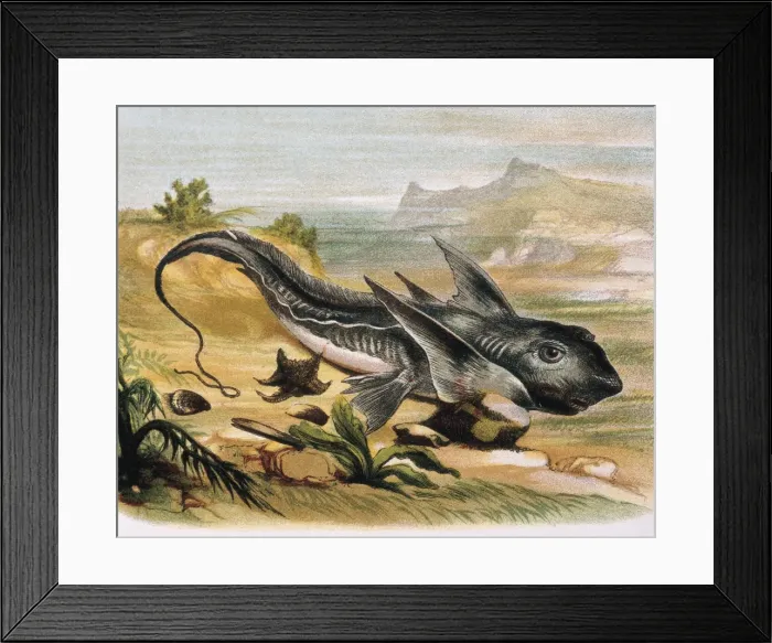 Framed Print : Chimaera (Chimaera arctica). Engraving after Framed Print : Chimaera (Chimaera arctica). Engraving after
