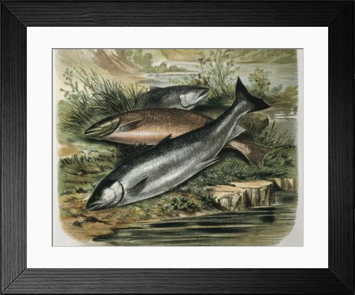 Framed Print : Salmons. Engraving after a drawing by a F. Padr Framed Print : Salmons. Engraving after a drawing by a F. Padr
