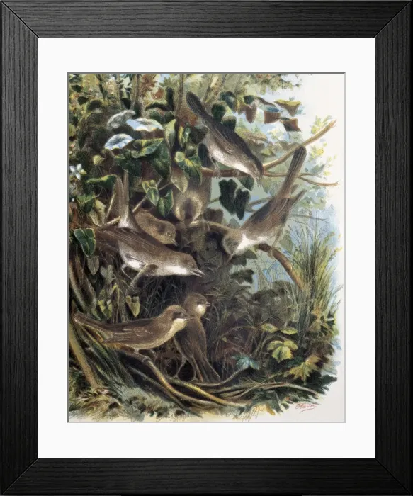 Framed Print : Group of Lesser Whitethroats. Engraving after Framed Print : Group of Lesser Whitethroats. Engraving after