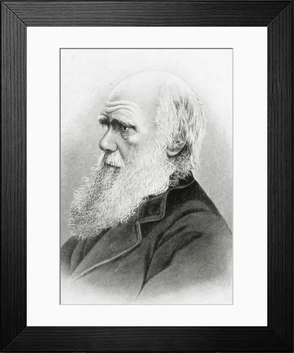 Framed Print : DARWIN, Charles Robert (1809-1882). British naturalist Framed Print : DARWIN, Charles Robert (1809-1882). British naturalist