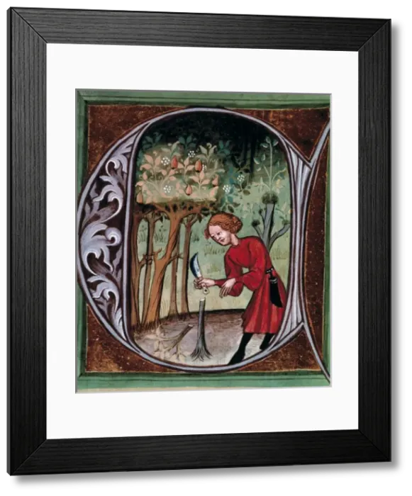 Framed Print : PIETRO da CRESCENZI (1233-1321). Opus Ruralium Framed Print : PIETRO da CRESCENZI (1233-1321). Opus Ruralium
