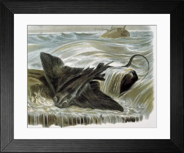 Framed Print : Eagle ray (Myliobatis aguila). Engraving after Framed Print : Eagle ray (Myliobatis aguila). Engraving after