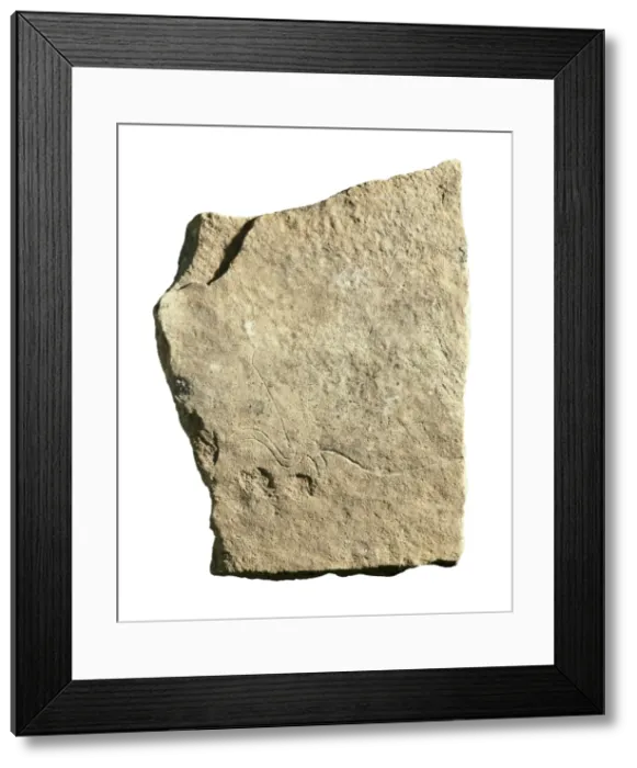 Framed Print : Engraved drawing of a bull. Upper Paleolithic Framed Print : Engraved drawing of a bull. Upper Paleolithic