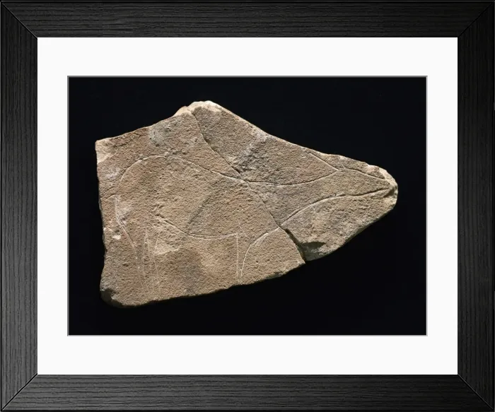 Framed Print : Hind on limestone. Upper Paleolithic. Solutrean Framed Print : Hind on limestone. Upper Paleolithic. Solutrean